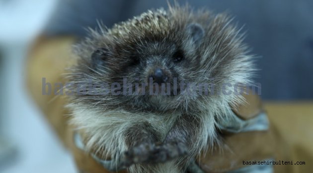 Kirpi “Diken” sağlığına kavuştu