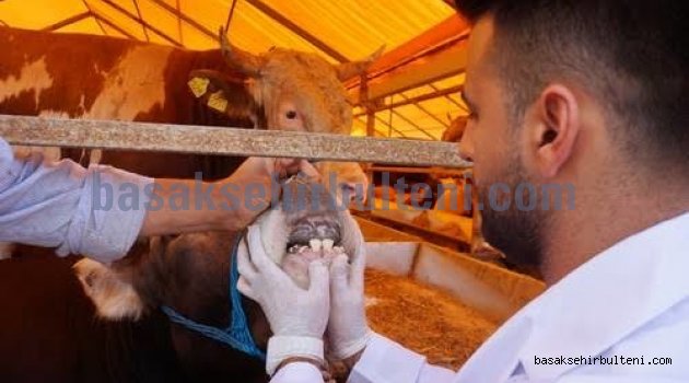 Kurbanlık hayvanlara diş kontrolü